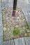 Pristruct tree circle - Â  paving stone pavement - granite and cobbles